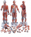 Mô hình hệ cơ toàn thân và nội tạng (33 phần)